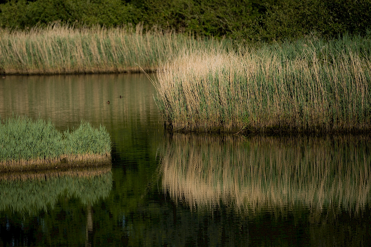Spinnies Nature Reserve