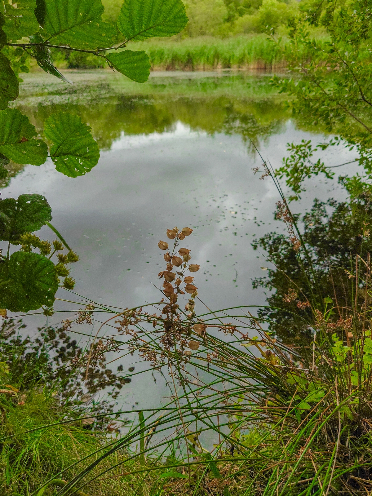 Bryn Llys, Bethesda